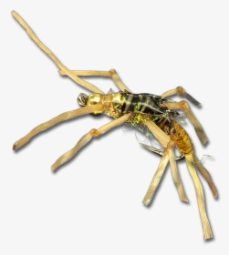 Rolling Stone - Gold - Insect, HD Png Download, Transparent PNG