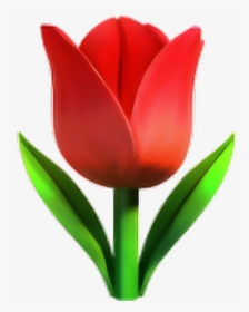 #red#tulip#emoji#✨🌷❤️✨ - Tulip Emoji, HD Png Download, Transparent PNG
