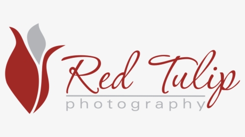 Red Tulip Photography - Calligraphy, HD Png Download, Transparent PNG