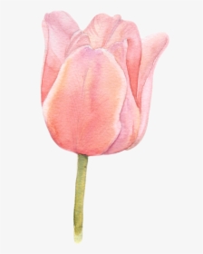 Tulip Flower Watercolor Png, Transparent Png, Transparent PNG
