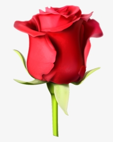 Flower,flowering Plant,red,garden Roses,rose,petal,cut - Rose Image Hd Download, HD Png Download, Transparent PNG