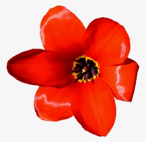 Flower Tulip Petal Microsoft Powerpoint Presentation - Lily Family, HD Png Download, Transparent PNG