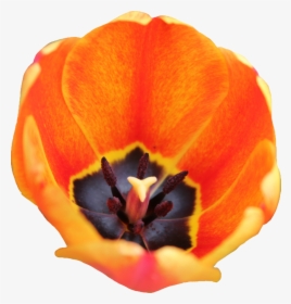 Flax-leaved Tulip, HD Png Download, Transparent PNG