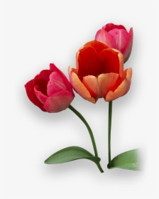 Picture - Tulip, HD Png Download, Transparent PNG