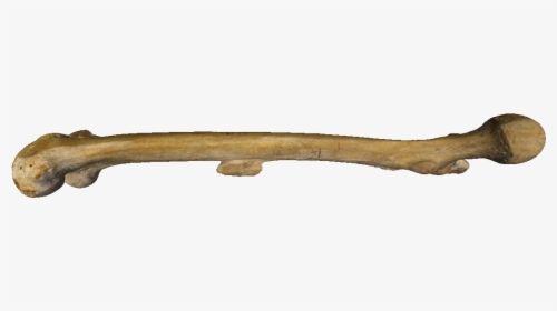 Bone Human Skeleton Femur Clip Art - Bonespng, Transparent Png, Transparent PNG