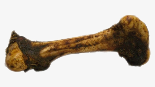 Dinosaur Bone Png, Transparent Png, Transparent PNG