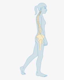Transparent Femur Png - Osteoporosis, Png Download, Transparent PNG