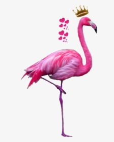 Clip Art Sticker By Alena Myxuna - Flamingo Png, Transparent Png, Transparent PNG