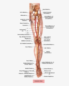 Picture Royalty Free Stock Anatomical Drawing Femur - Body Parts Legs Name, HD Png Download, Transparent PNG