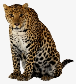 Cheetah Png - Leopardo Png, Transparent Png, Transparent PNG