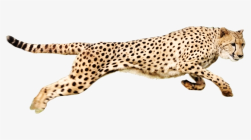 Cheetah Png, Transparent Png, Transparent PNG