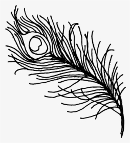 Feather Drawing Png Images In Collection - Peacock Feather Black Png, Transparent Png, Transparent PNG