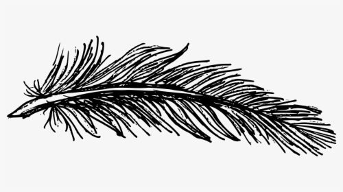 Feather And Tree Drawing, HD Png Download, Transparent PNG