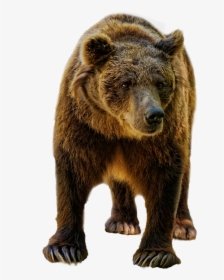 Urso, Brown, Selvagem, Vida Selvagem, Animal, Mamífero - Bear Photo White Background, HD Png Download, Transparent PNG