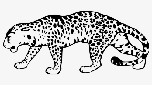 Black And White Picture Of Leopard, HD Png Download, Transparent PNG