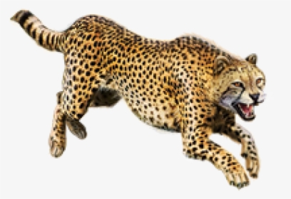 Cheetah Jumping Png - Png Transparent Cheetah Png, Png Download, Transparent PNG