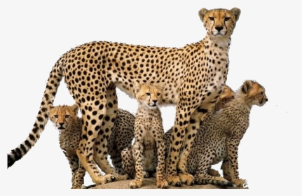Cheetah Cub Transparent Background, HD Png Download, Transparent PNG