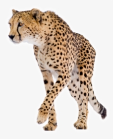 Cheetah Png Free Download - Cheetah Png Hd, Transparent Png, Transparent PNG