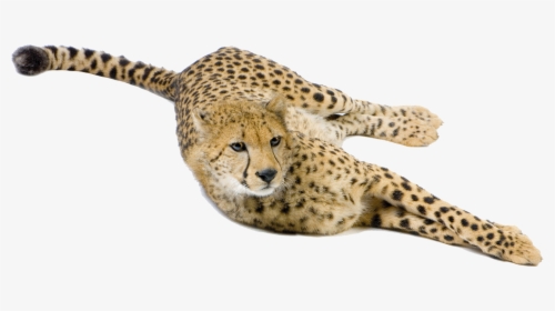 Cheetah Big Cat Terrestrial Animal Snout - Cheetah, HD Png Download, Transparent PNG