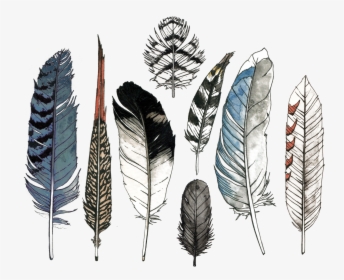 Feather Set, HD Png Download, Transparent PNG