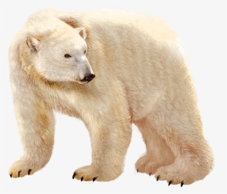 Urso Polar Png, Transparent Png, Transparent PNG