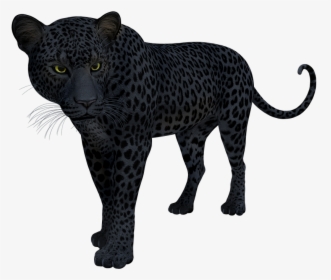 Terrestrial Figure,leopard,big - Black Panther Snow Leopard Jaguar, HD Png Download, Transparent PNG