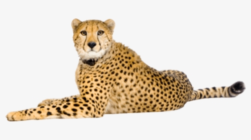 Clip Art Cheetah Png - Cheetah Png, Transparent Png, Transparent PNG