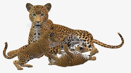 Jaguar Animal Transparent, HD Png Download, Transparent PNG