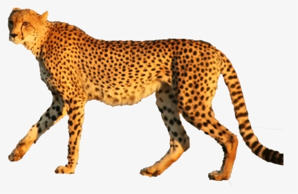 Cheetah Leopard Jaguar Animal Cat - Cheetah, HD Png Download, Transparent PNG