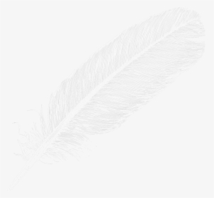 Large White Transparent Feather Png Clipart - White Feather Transparent Background, Png Download, Transparent PNG