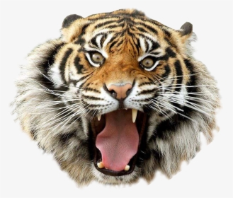 Angry Tiger Transparent Image Animal Graphic Image - Tiger Png Image Hd, Png Download, Transparent PNG
