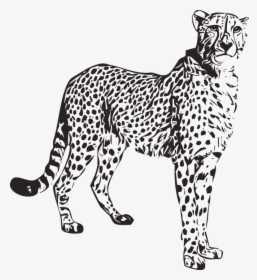 Cheetah, Animal, Wild, Nature, Africa, Safari, Wildlife - Animal Cheetah Png, Transparent Png, Transparent PNG