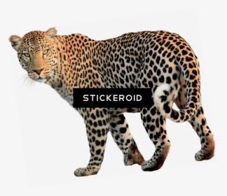 Vertebrate,terrestrial Cats,head,african Leopard,carnivore,animal - Leopardo Png, Transparent Png, Transparent PNG