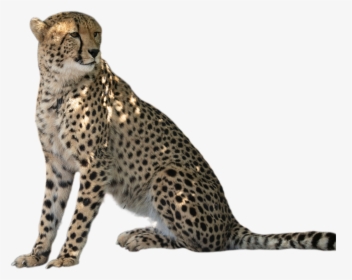 Meet Solo And Zama - Cheetah, HD Png Download, Transparent PNG
