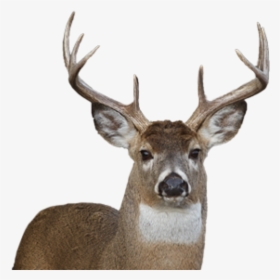 Deer Png Face - Whitetail Deer No Background, Transparent Png, Transparent PNG