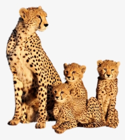 Clip Art Cheetah Images Animal - Cheetah And Its Cubs, HD Png Download, Transparent PNG