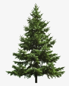 Free Download Of Christmas Tree Icon Clipart - Transparent Pine Tree Png, Png Download, Transparent PNG