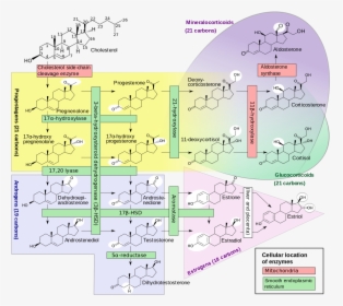 Steroidogenesis Pathway, HD Png Download, Transparent PNG
