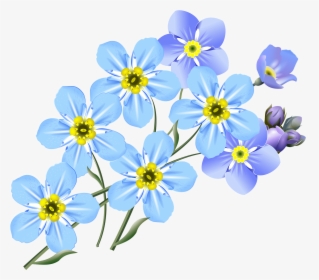 Forget Me Not Flower Drawing, HD Png Download, Transparent PNG