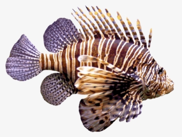 Thumb Image - Transparent Lion Fish Png, Png Download, Transparent PNG