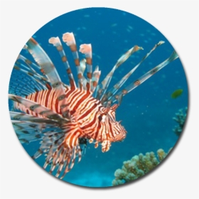 Red Lionfish , Png Download - Red Lionfish, Transparent Png, Transparent PNG
