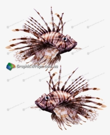 Lionfish , Png Download - Lionfish, Transparent Png, Transparent PNG