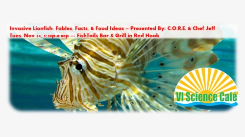 Invasive Lionfish Facts, Fables And Food Ideas - Lionfish, HD Png Download, Transparent PNG