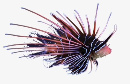 Radiata Lionfish - Glowing Lionfish, HD Png Download, Transparent PNG