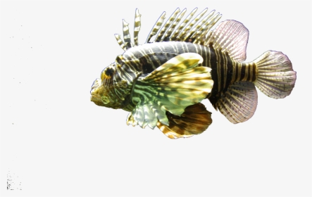 Lionfish, HD Png Download, Transparent PNG