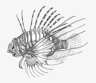 Sketch, HD Png Download, Transparent PNG