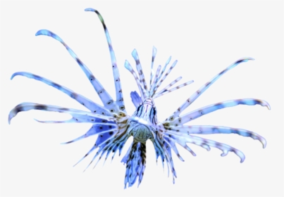 Lionfish - Marine Invertebrates, HD Png Download, Transparent PNG