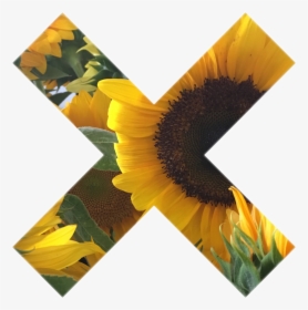 Tumblr Myphoto Sunflower Sticker Gallery Art Interestin - Png Tumblr Sunflower Transparent, Png Download, Transparent PNG