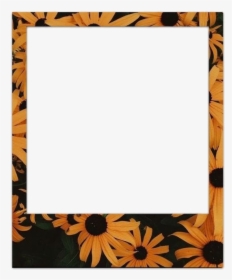 Sunflower Polaroid Frame, HD Png Download, Transparent PNG