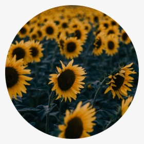Like A Sunflower Quotes Hd Png Download Transparent Png Image